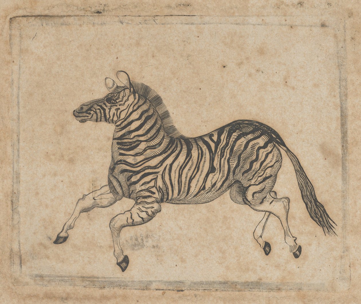 Vinheta de notas mostrando uma zebra, ca. 1824-37. de Asher Brown Durand.
