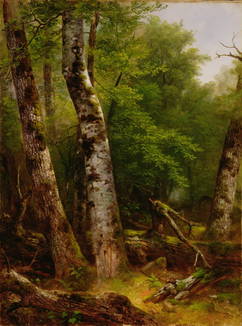 Bétula e Maples, 1855 de Asher Brown Durand