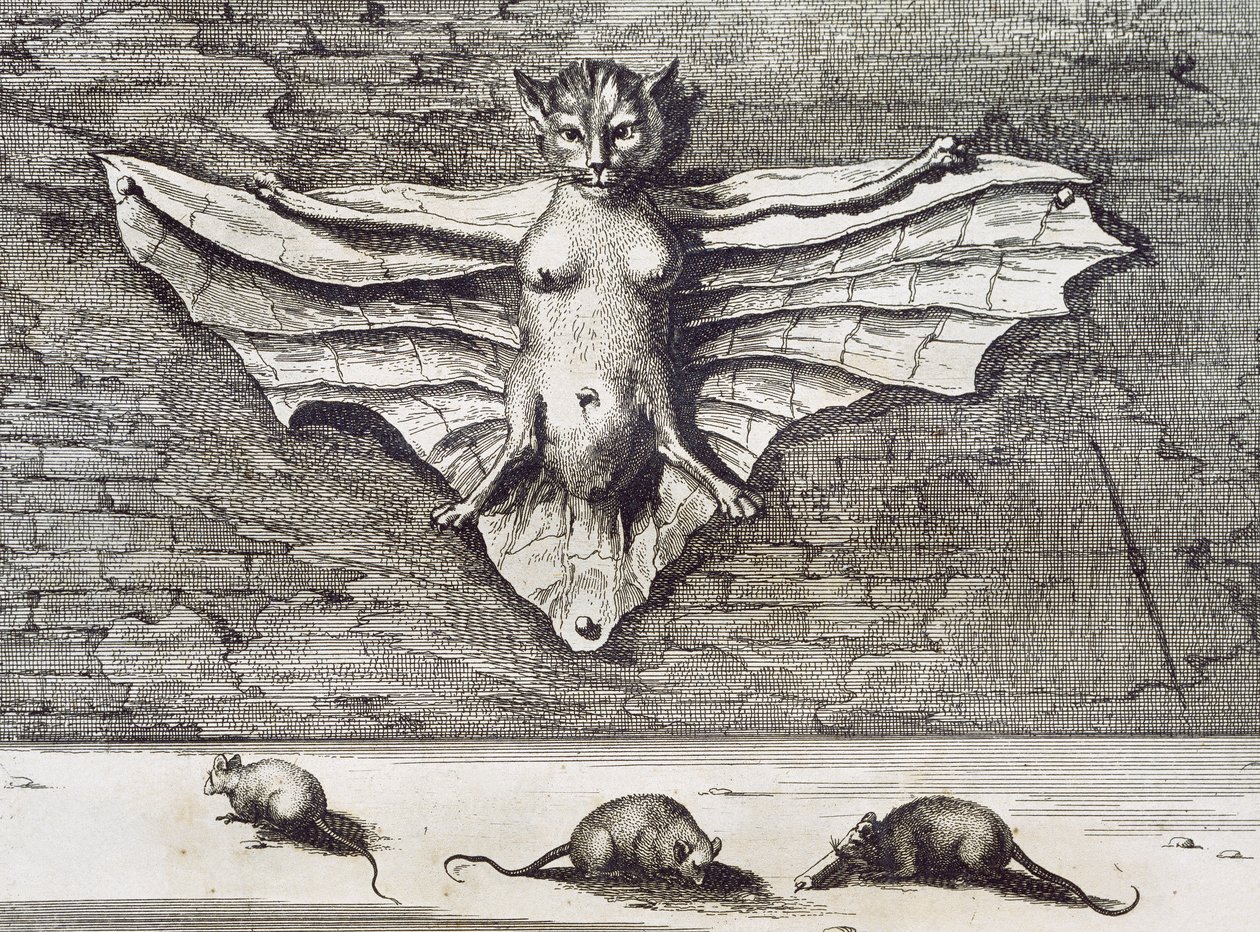 gato de vôo de 1667 de Athanasius Kircher