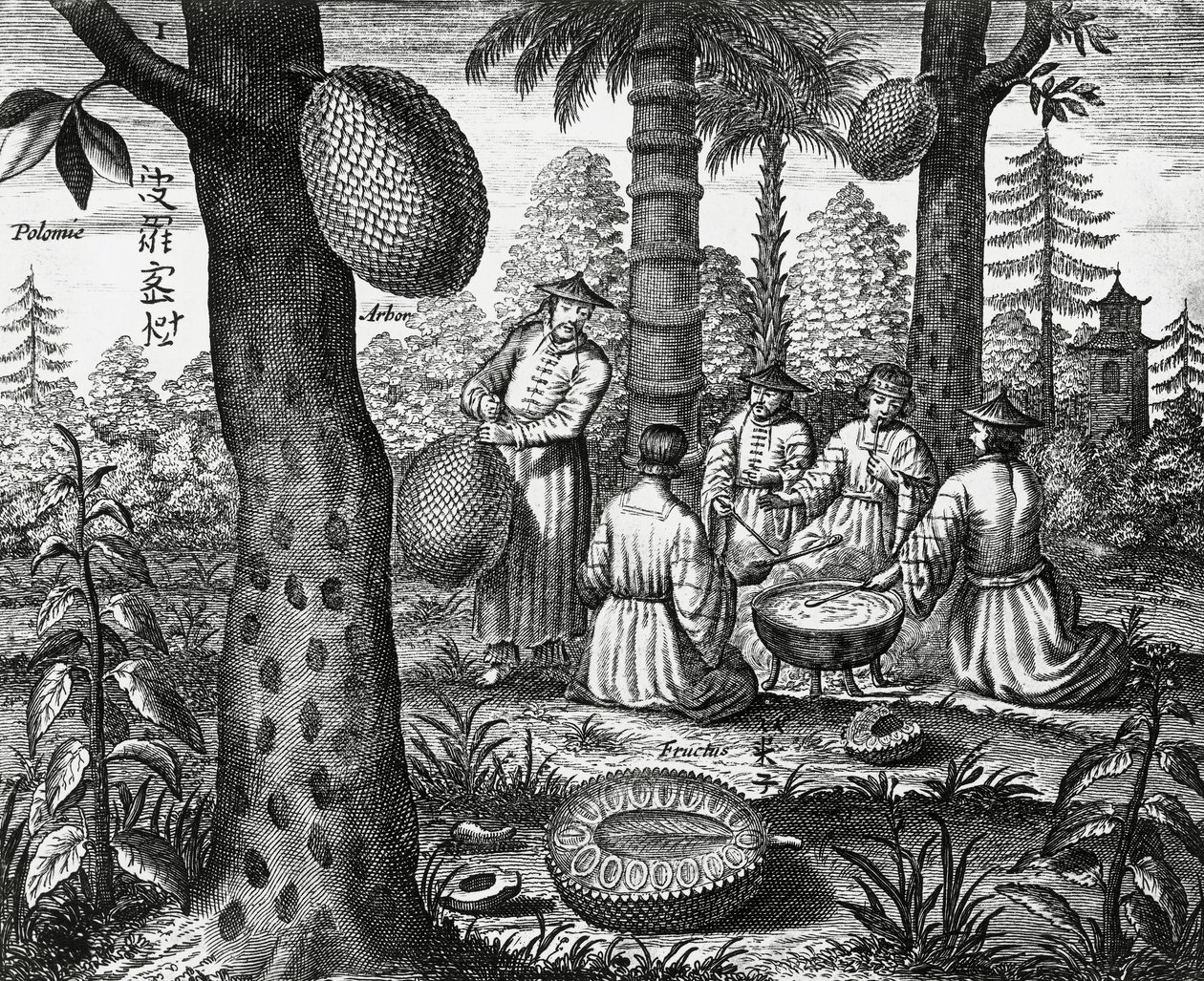 Frutas chinesas (Arbor polomie, papaia chinesa), gravura de monumentos da China de Athanasius Kircher