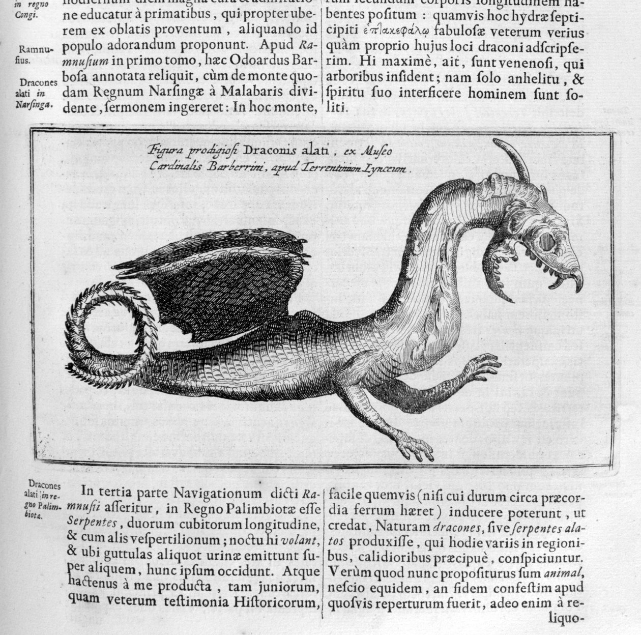 Dragon, 1678 de Athanasius Kircher