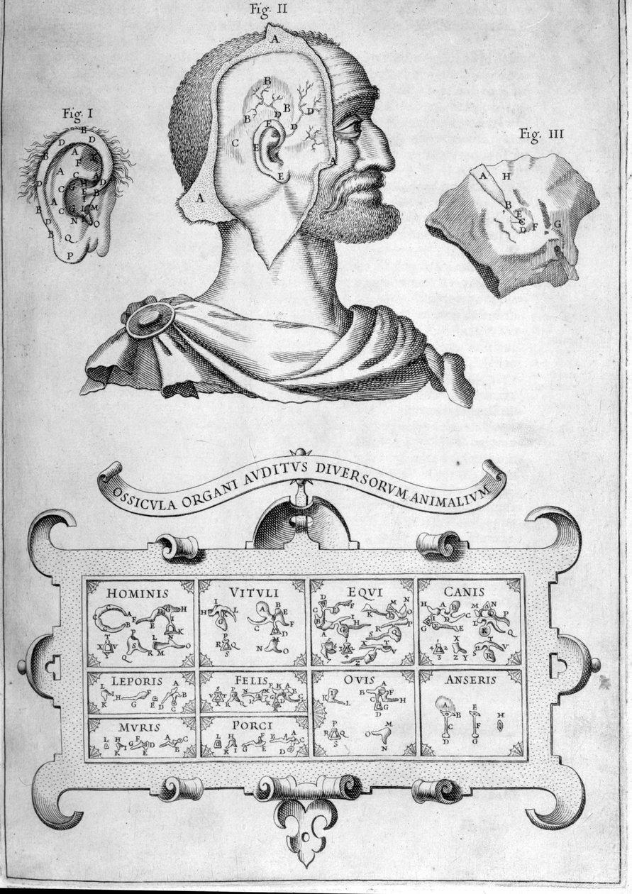 Audição humana e outras espécies animais - Da "Musurgia Universalis" de Athanasius Kircher, Roma 1600 de Athanasius Kircher