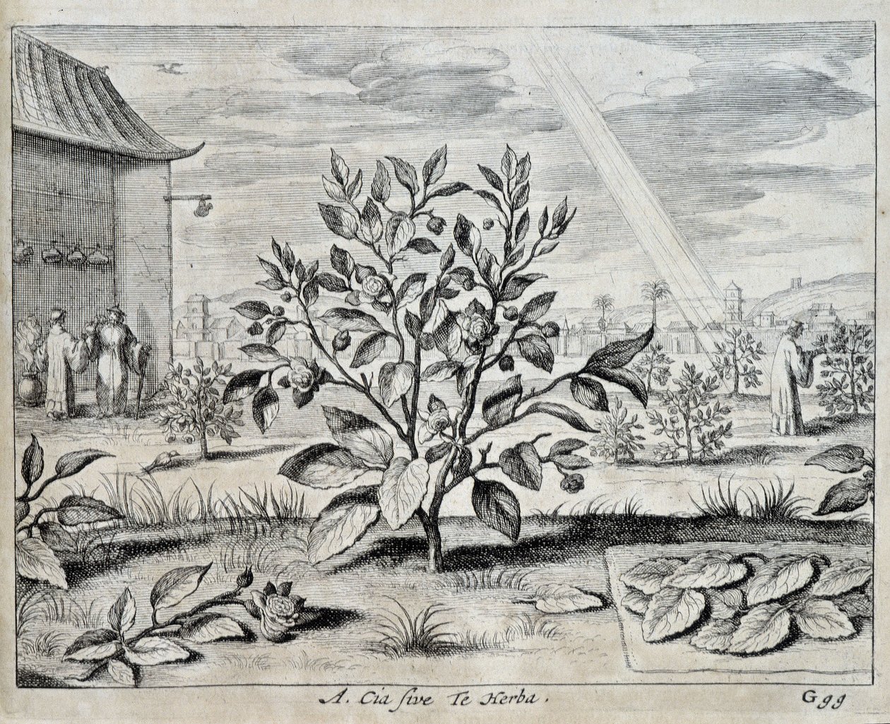 Le camellia - na "China" de Athanase Kircher (ou Athanasius Kircheri) de Athanasius Kircher