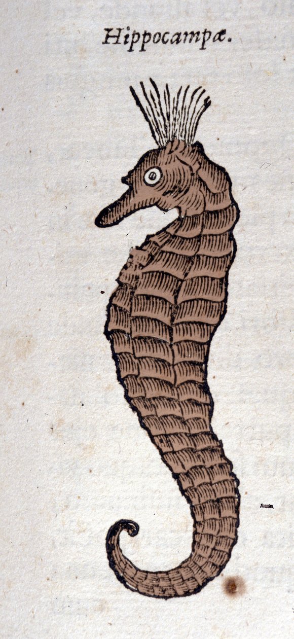 Representação de um cavalo marinho. Gravura de uma obra de Athanasius Kircher (1601 - 1680), jesuíta, orientalista e erudito. de Athanasius Kircher