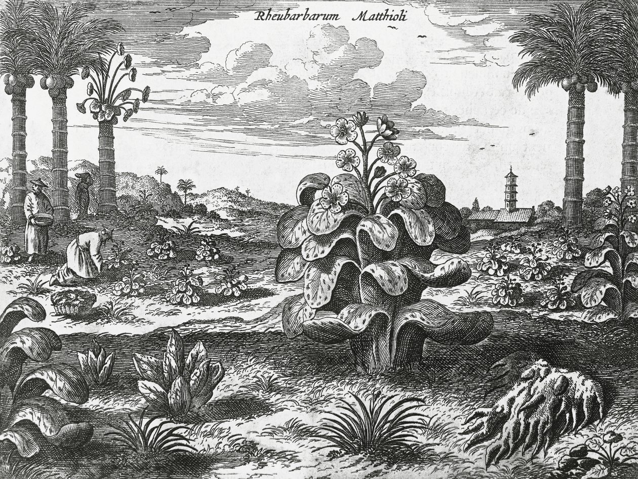 Planta de ruibarbo, gravura de monumentos da China de Athanasius Kircher