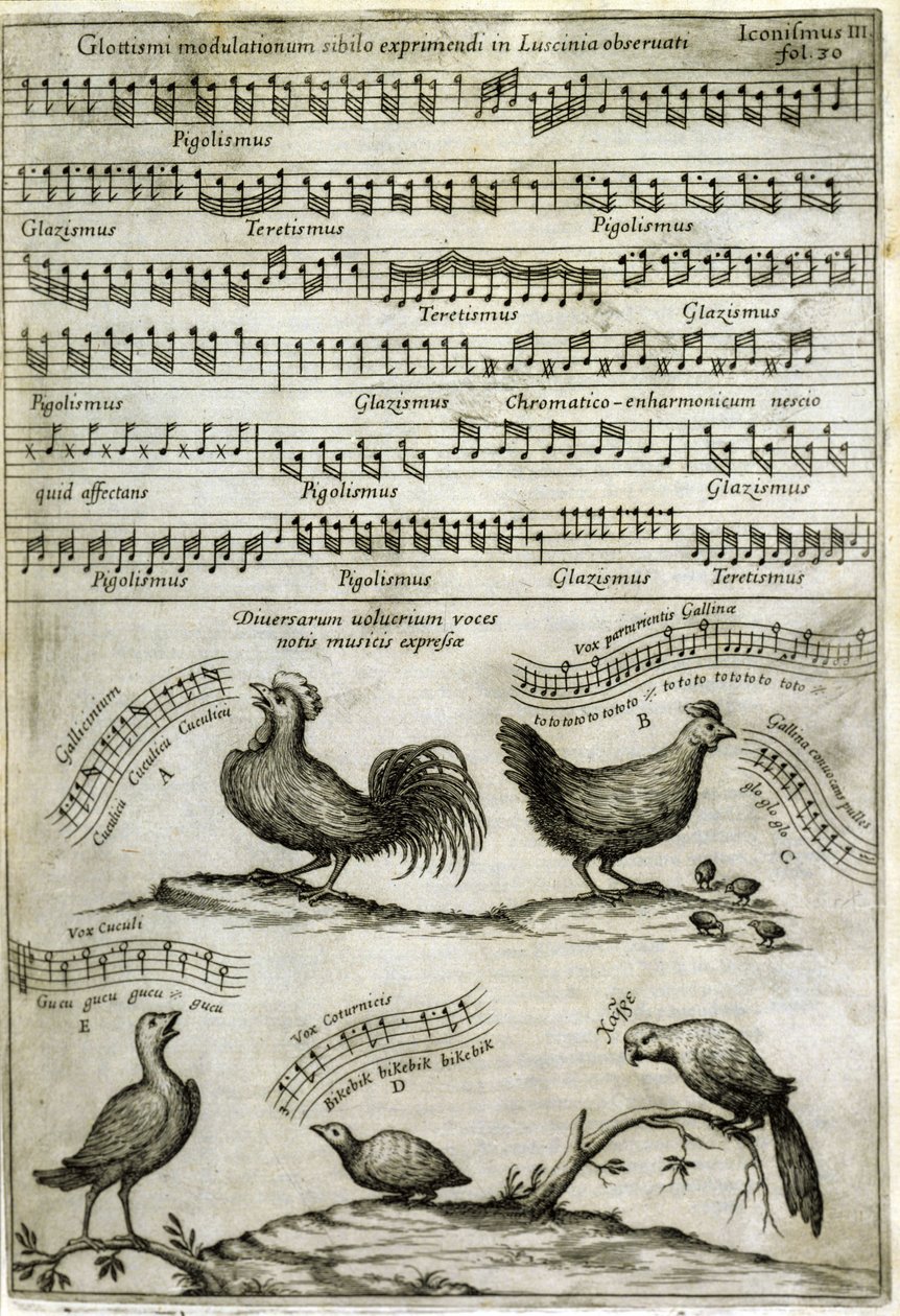 A canção emitida por certos voláteis expressos por notas musicais depois: "Musurgia Universalis", de Athanasius Kircher. de Athanasius Kircher