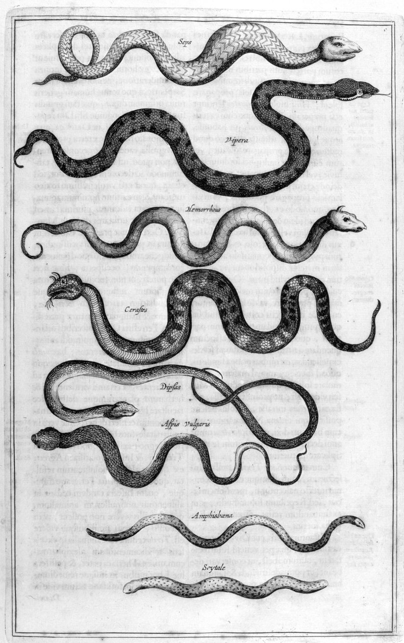 Tipos de cobras, de Arca Noe de Athanasius Kircher