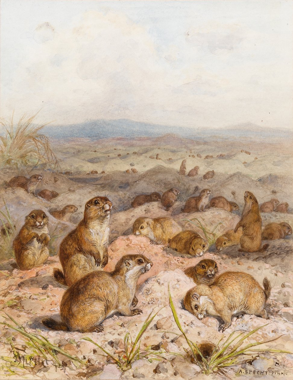 Marmotas em suas tocas (wc no papel) de August Specht