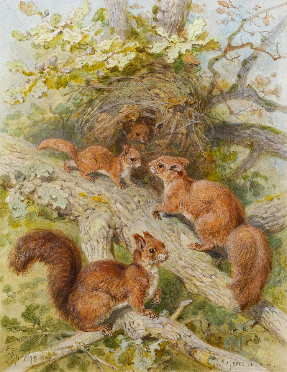 Esquilos Vermelhos (wc no papel) de August Specht