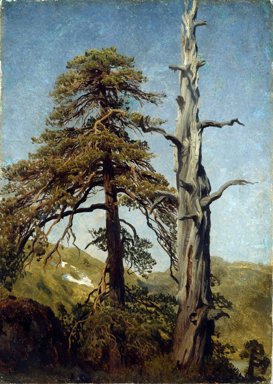 ""Estudo das árvores, Noruega"" Pintura de August Cappelen (1827-1852) 1850 Museu Nacional de Arte, Oslo, Noruega de August Cappelen