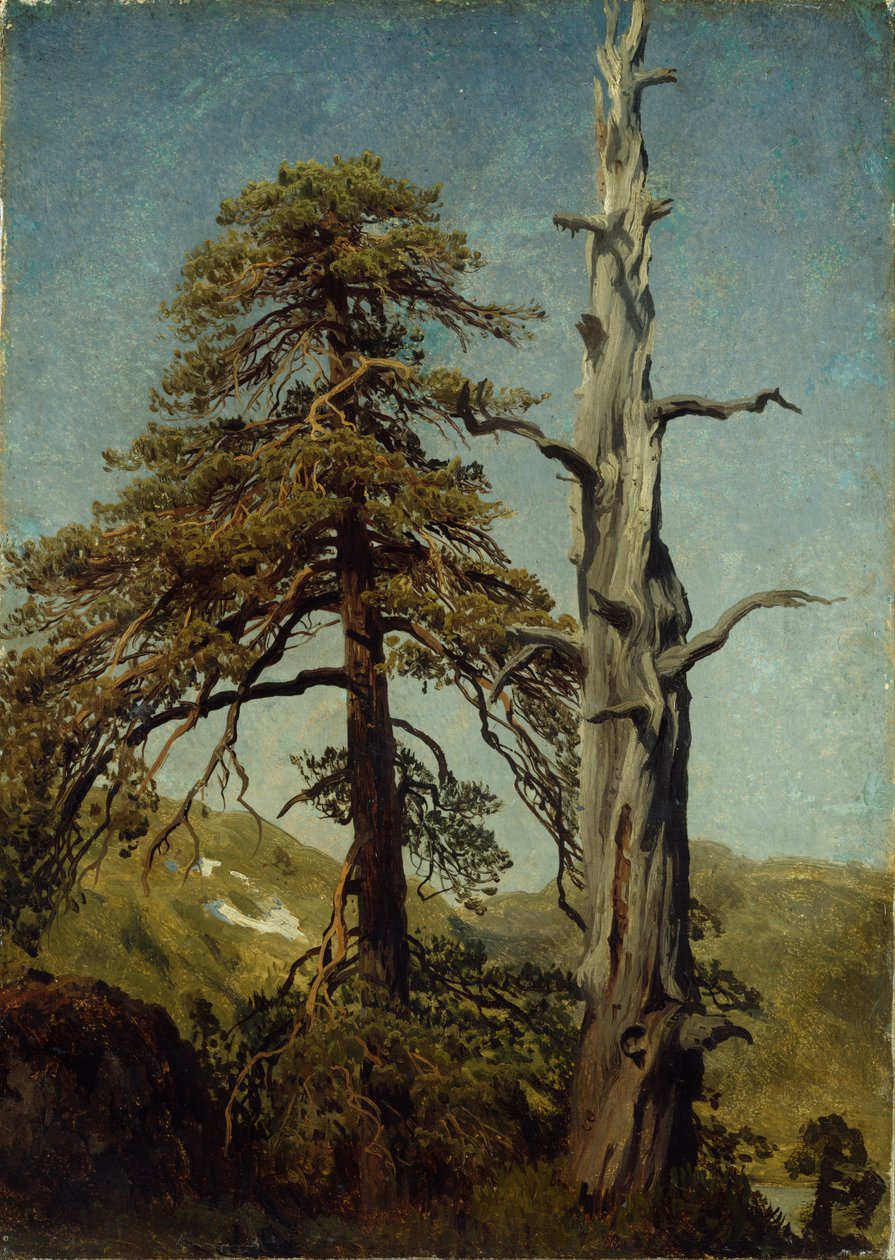 Estudo das árvores de August Cappelen