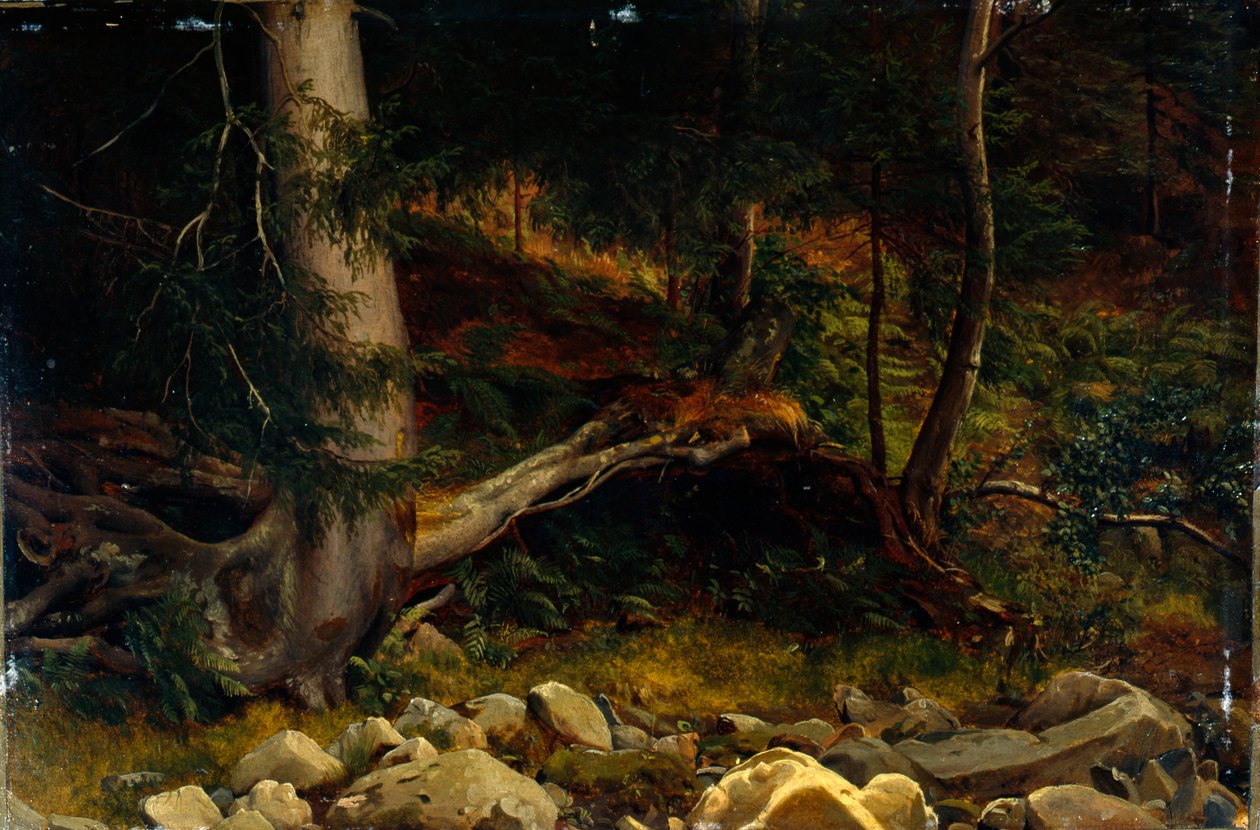 Estudo do solo da floresta (pintura) de August Cappelen