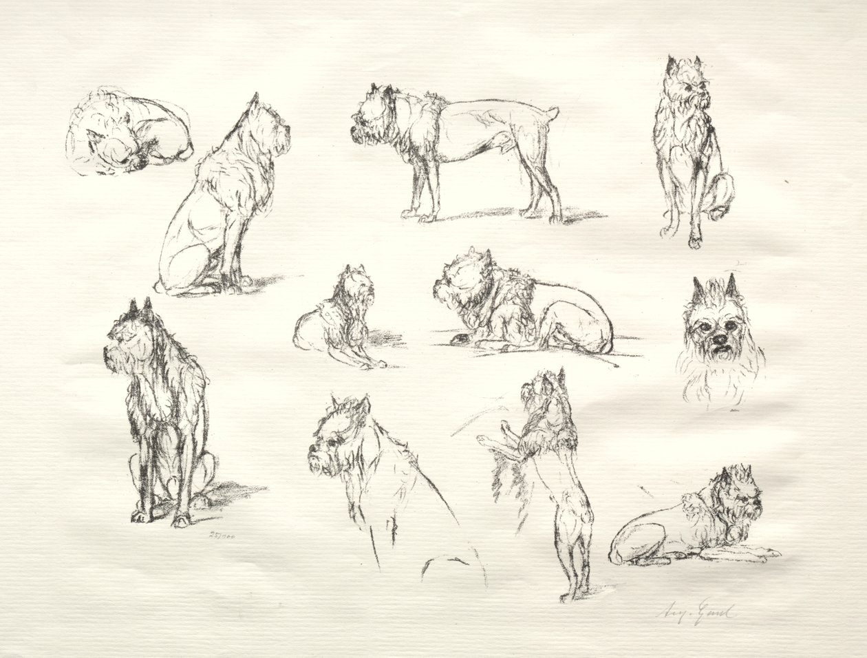 Estudo de cães de August Gaul