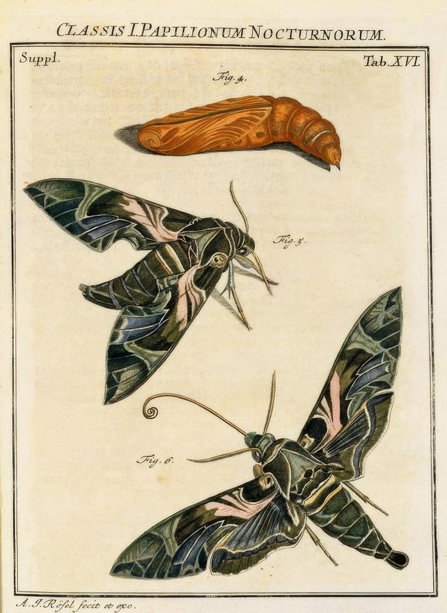 Borboleta Daphnis neri  Rösel v. R. de August Johann Rösel von Rosenhof