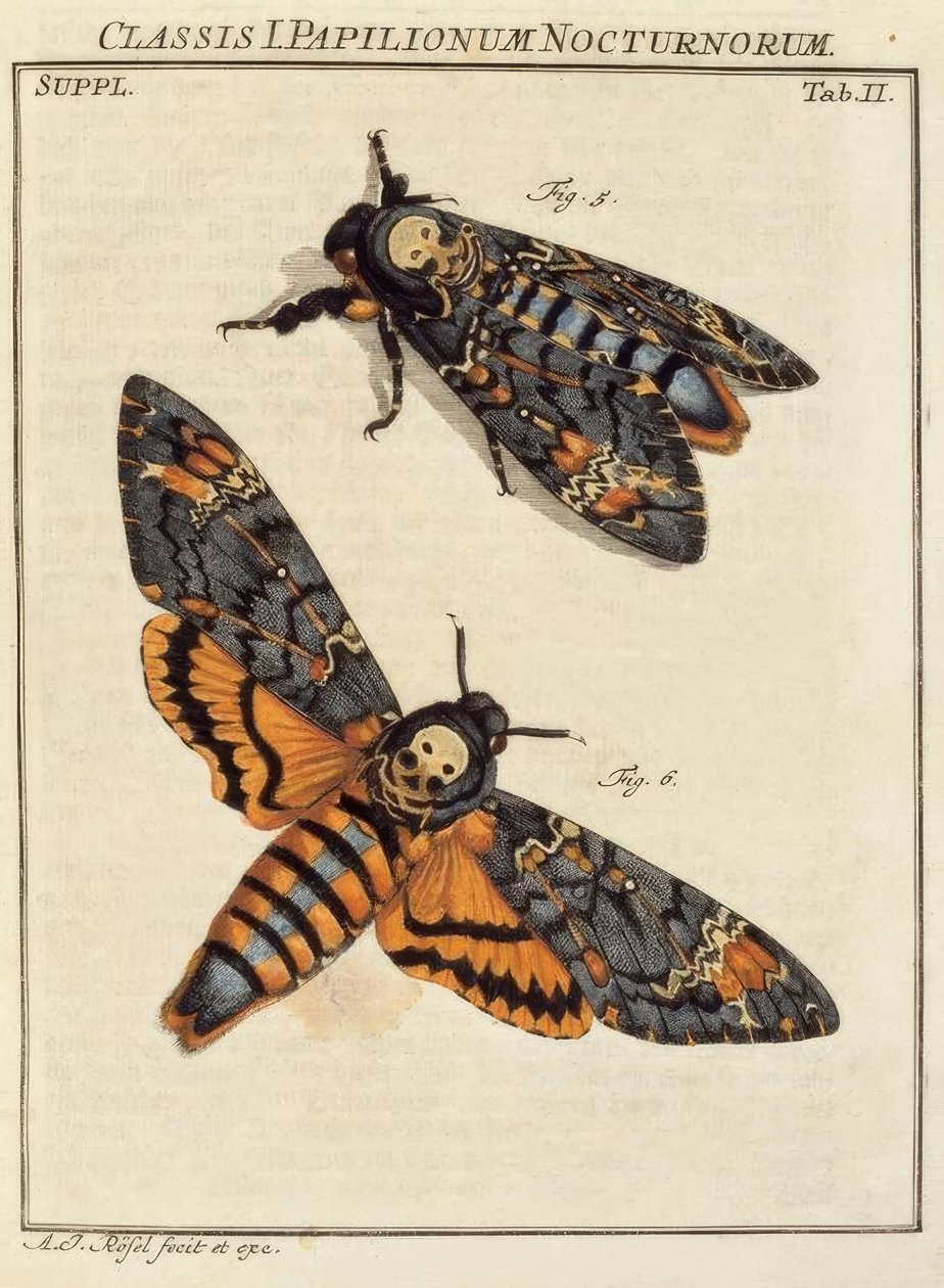 Borboleta, Caveira - Rösel v. R. de August Johann Rösel von Rosenhof
