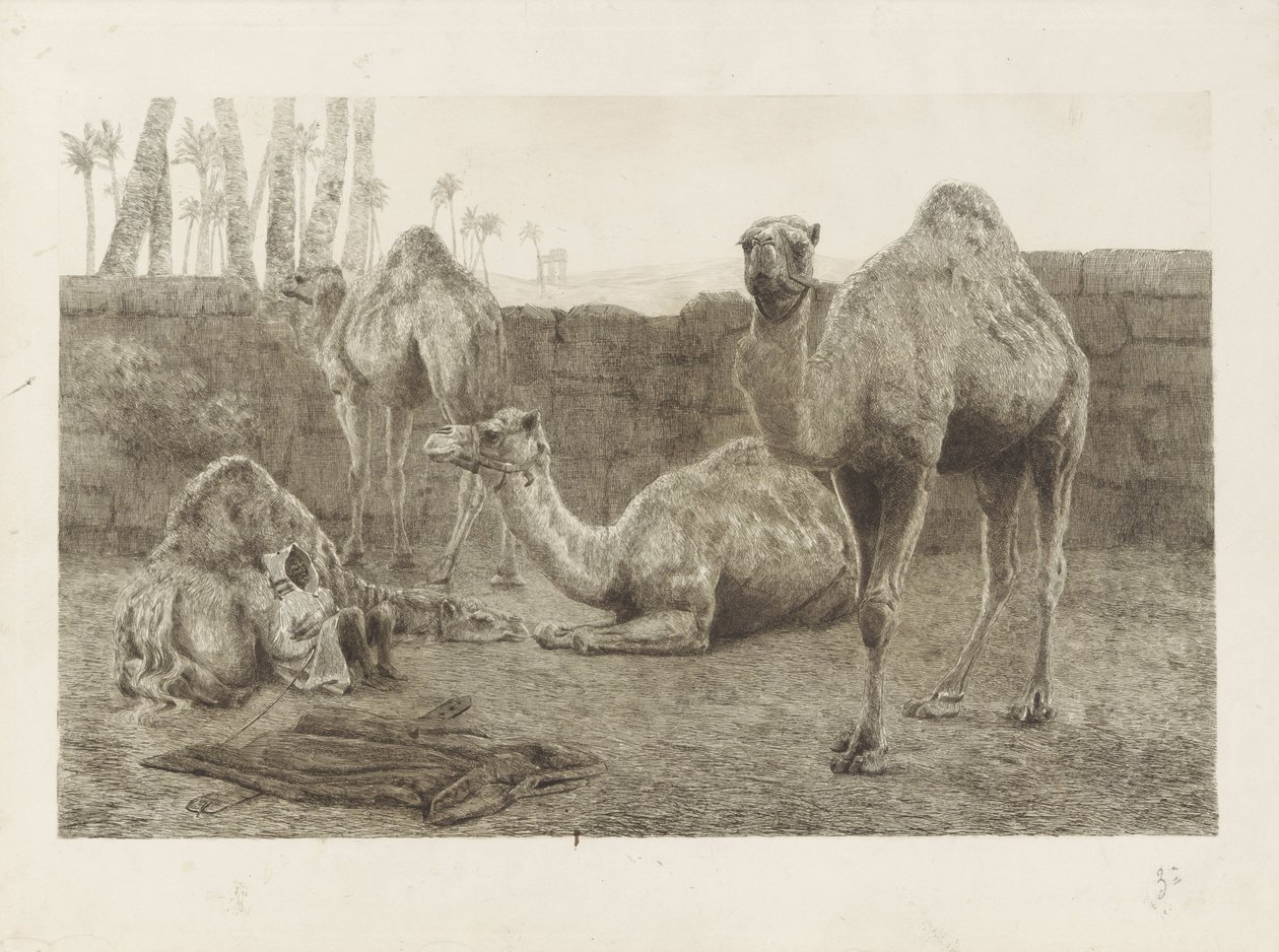 Camelos de August Le Gras