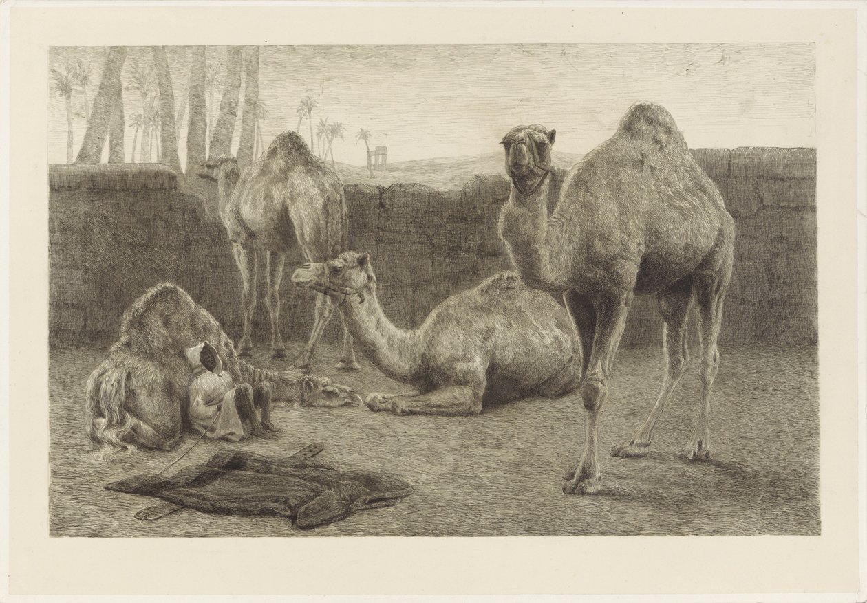 Camelos de August Le Gras