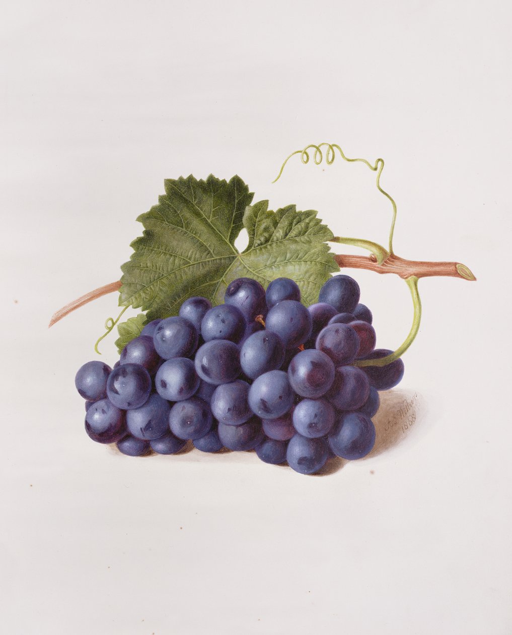 Fruto da Videira, 1868 de Augusta Innes Withers