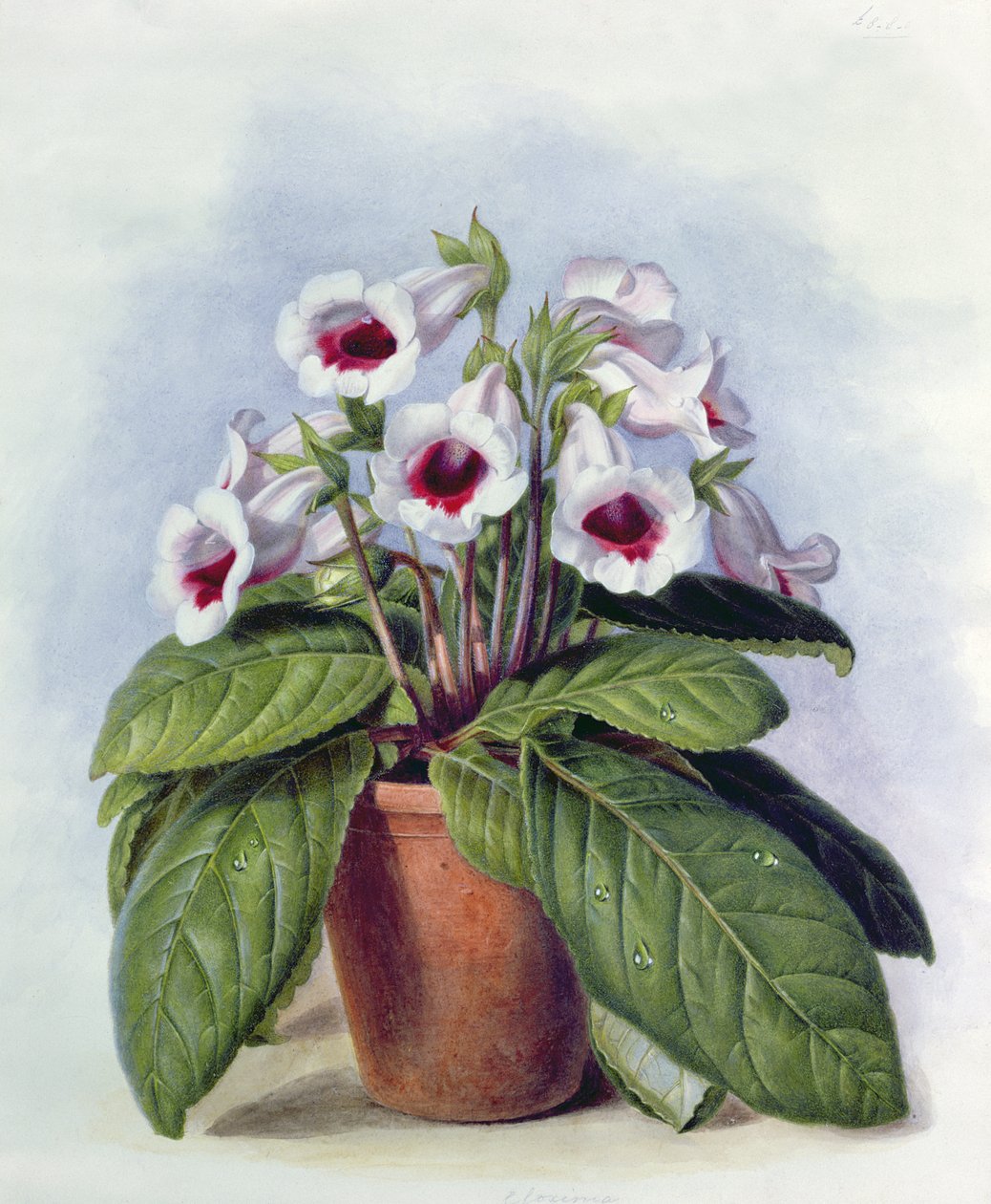 Gloxinia em uma panela, c.1860 de Augusta Innes Withers