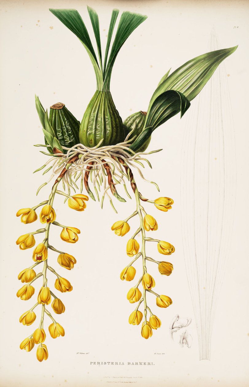 Ilustração de Acineta barkeri (como filho de Peristeria barkeri) de Augusta Innes Withers