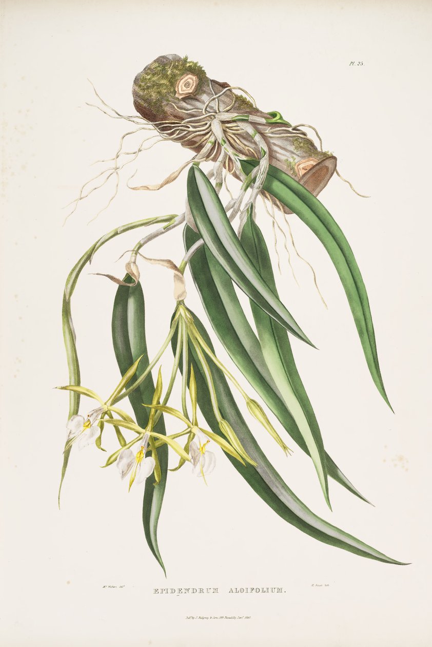 Ilustração de Epidendrum parkinsonianum (como syn. Epidendrum aloifolium) de Augusta Innes Withers