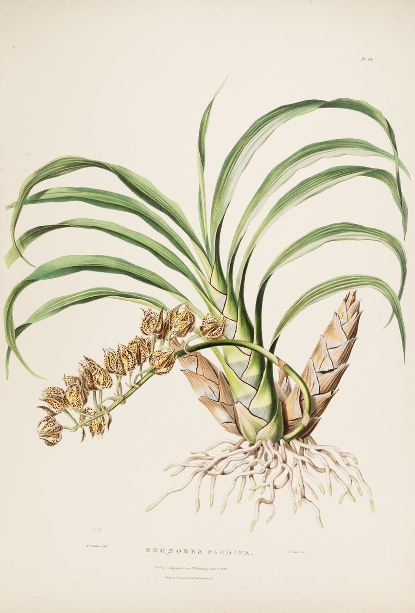 Ilustração de Mormodes maculata var. maculata (como syn. Mormodes pardina) de Augusta Innes Withers