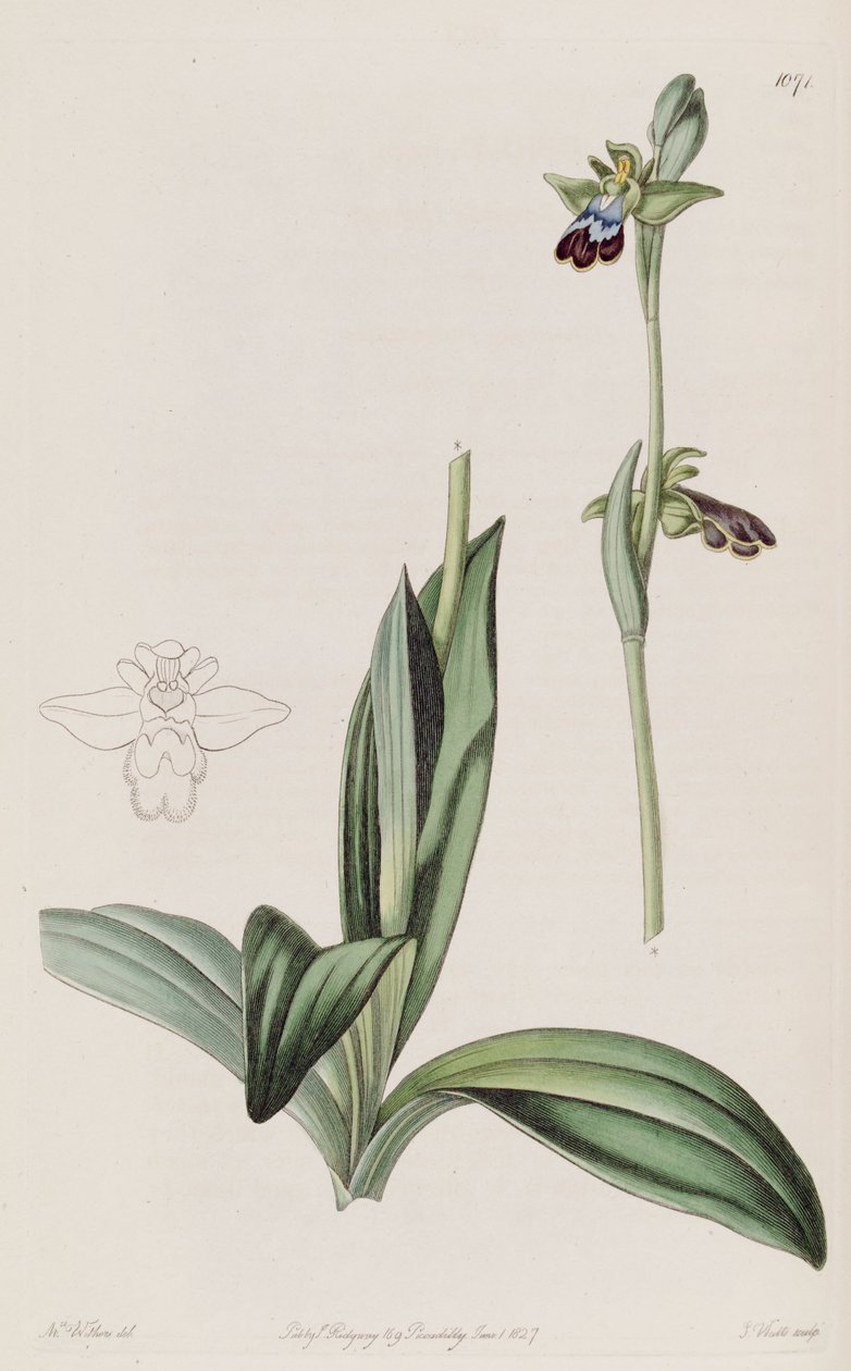 Ilustração, de, Ophrys, fusca de Augusta Innes Withers