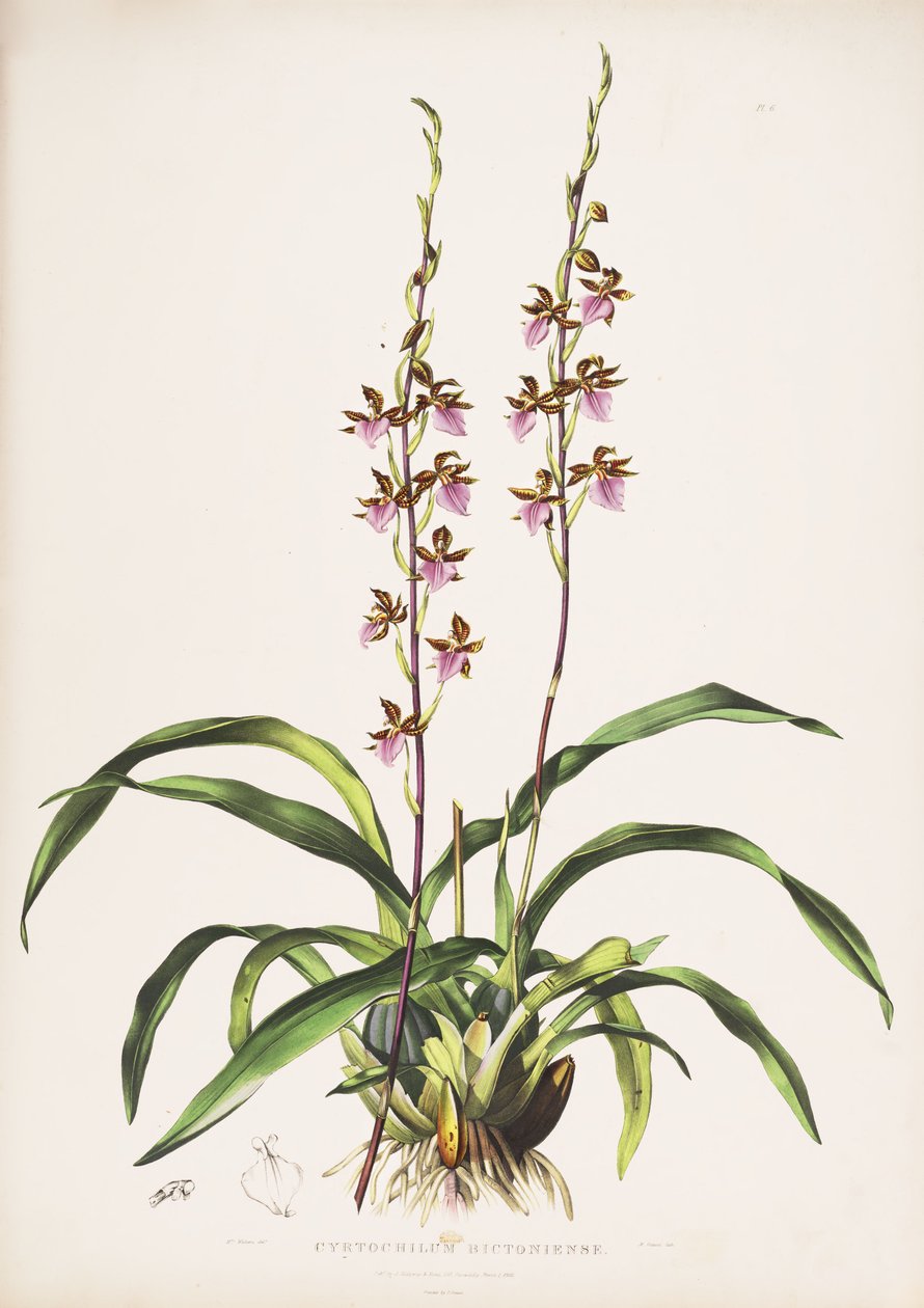 Ilustração de Rhynchostele bictoniensis (como syn. Cyrtochilum bictoniense) de Augusta Innes Withers