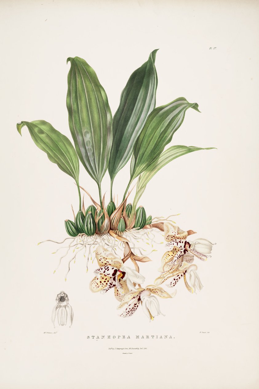 Ilustração, de, stanhopea, martiana de Augusta Innes Withers
