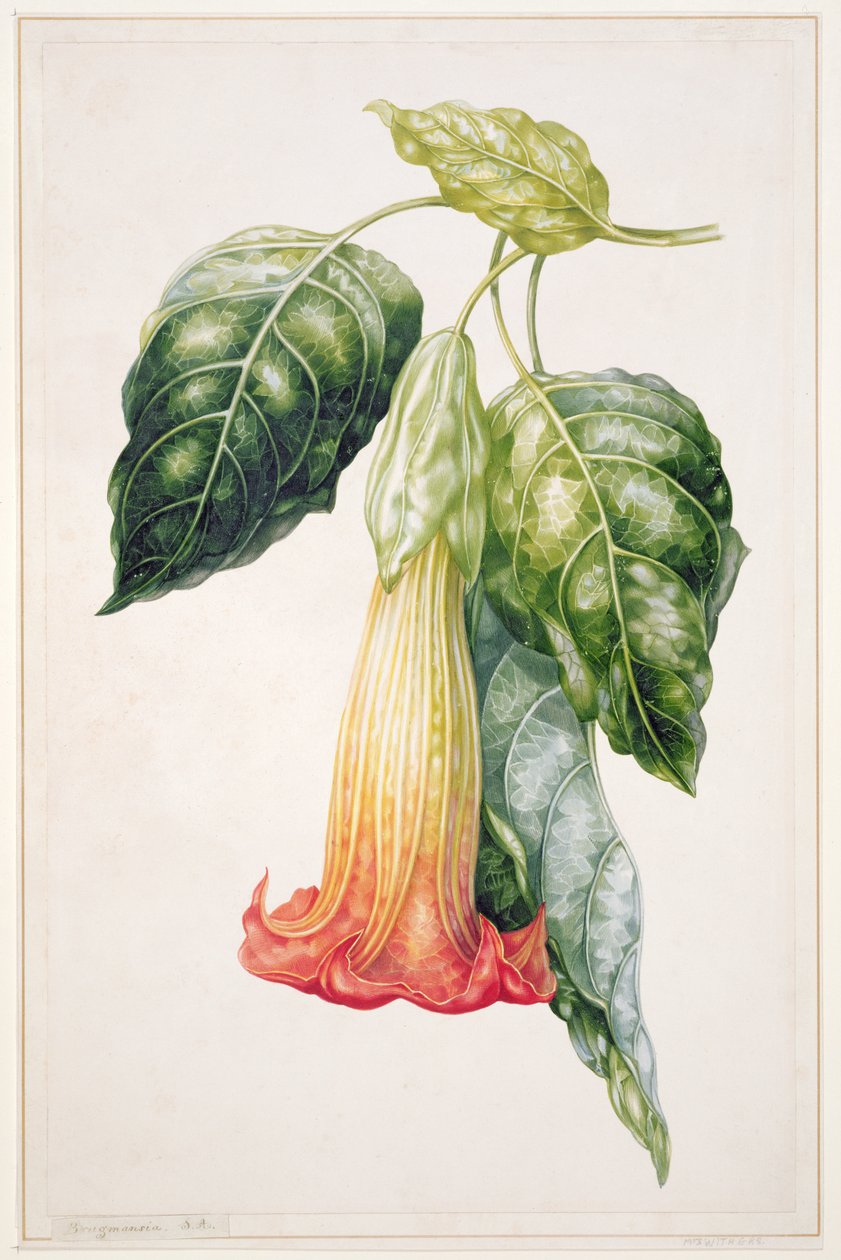 PD.993-1973 Espinho Flor de Maçã do Equador, Datura rosei (guache) de Augusta Innes Withers