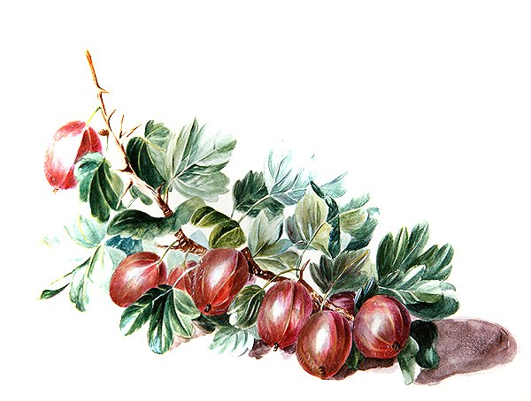 Groselhas, c.1860 (aguarela sobre papel) de Augusta Innes Withers