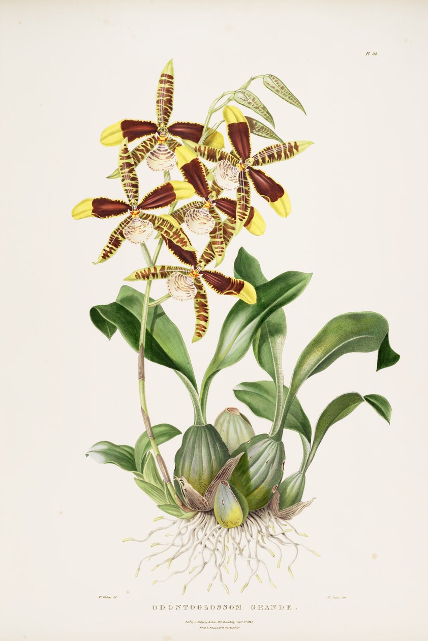 Rossioglossum grande  de Augusta Innes Withers