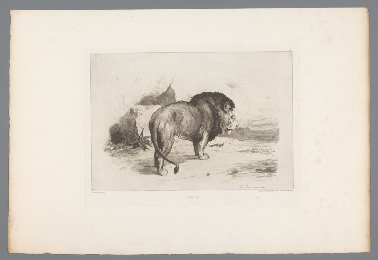 Leão Un vieux lion (título no objeto) gravuras francesas de 1874 (título da série) L