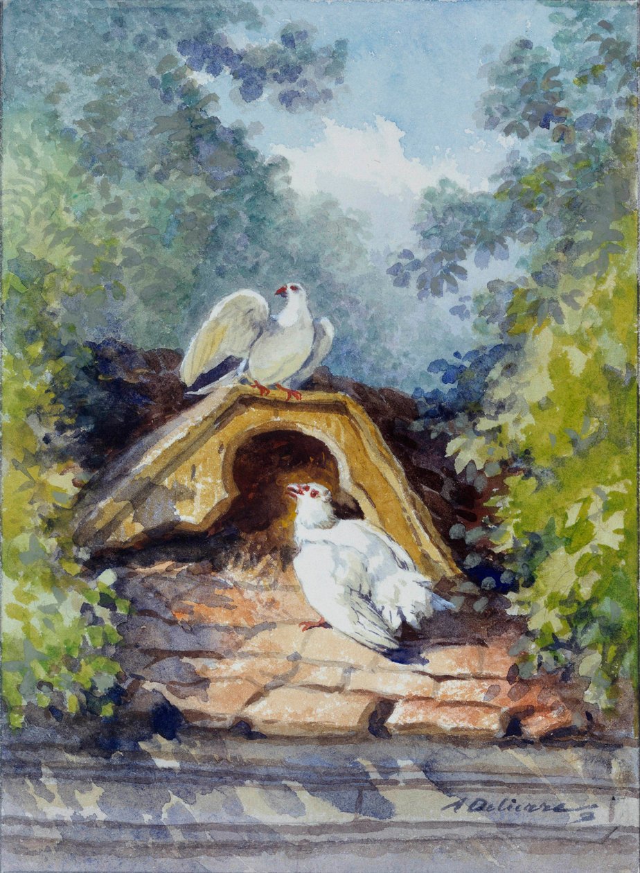 Os dois pombos aquarelados por Auguste Delierre (1829-1891) para a fábula de Jean de la Fontaine (1621-1695) do século XIX. Chateau Thierry. Museu La Fontaine de Auguste Delierre