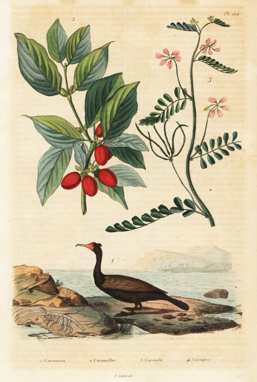 Cormorant, cerejeira da Cornualha e escorpião ervilhaca,1834-1839 (gravura) de Auguste Dumenil