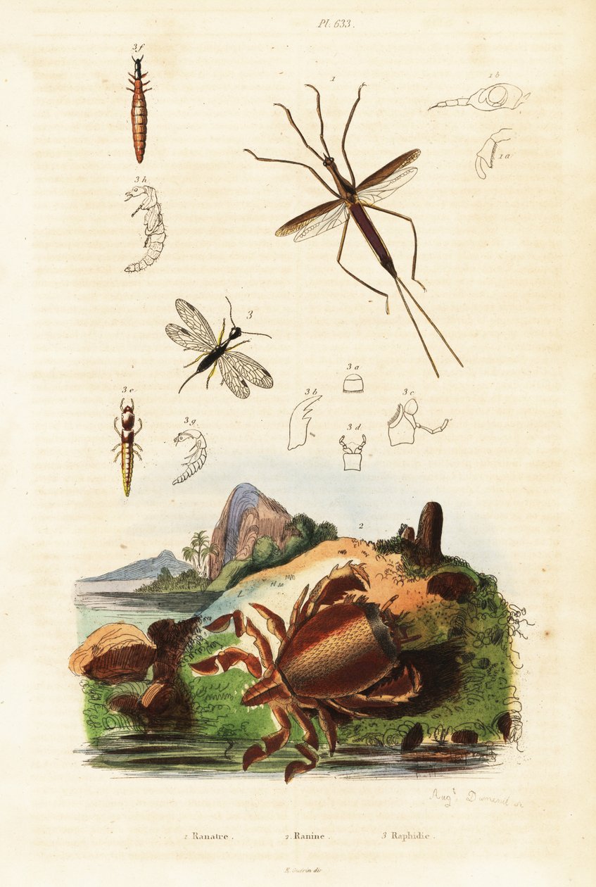 Caranguejo sapo vermelho, mosca serpente e insecto aquático. de Auguste Dumenil