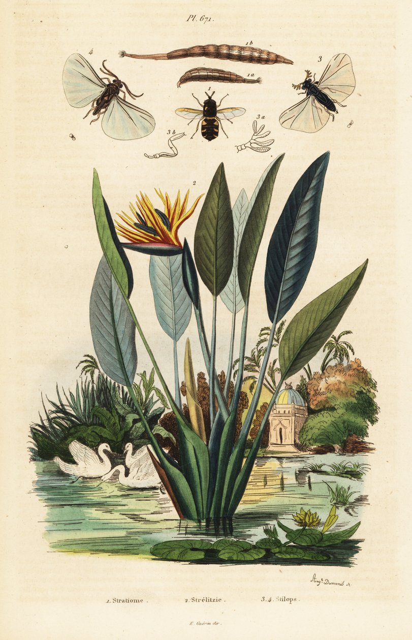 Soldierfly, flor de grua e ,1834-1839 (gravura) de Auguste Dumenil