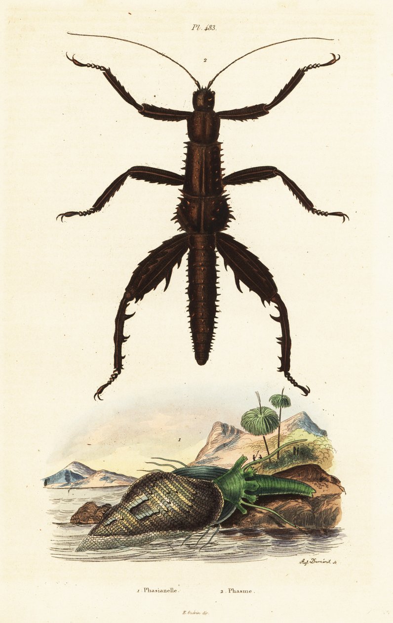 Bengala do diabo espinhoso e concha de faisão australiano. de Auguste Dumenil