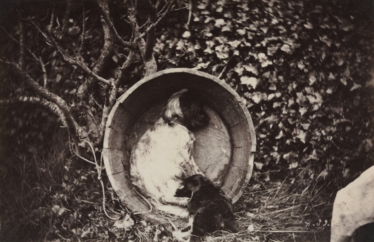 Cachorro e cachorrinho no barril de Auguste Giraudon