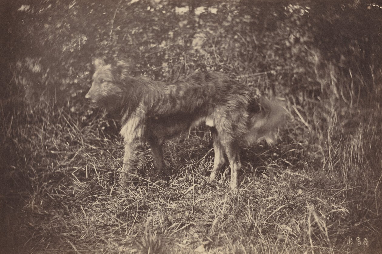 Estudo de um cão de Auguste Giraudon