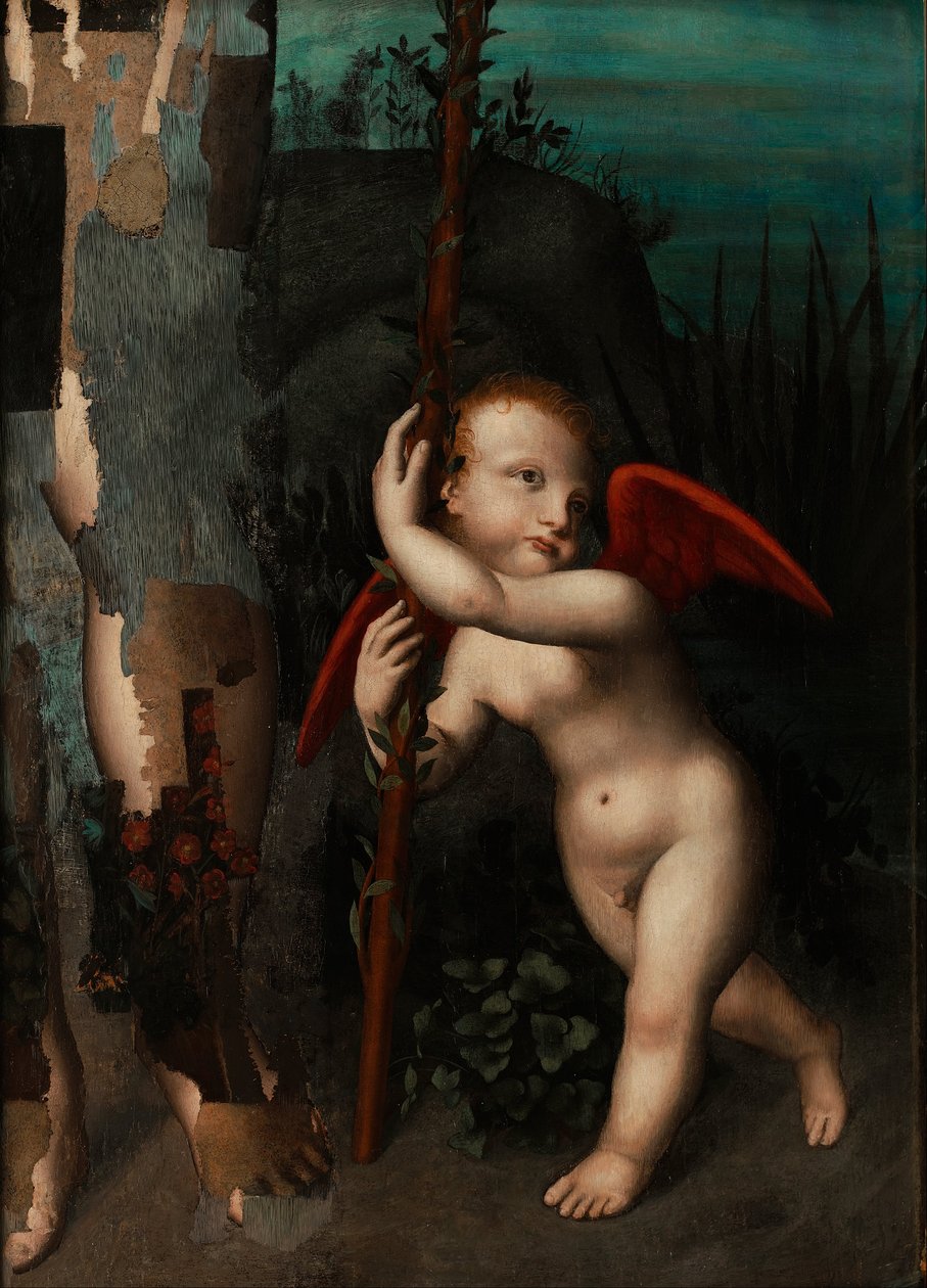 Cupido com uma murta de Aurelio Luini