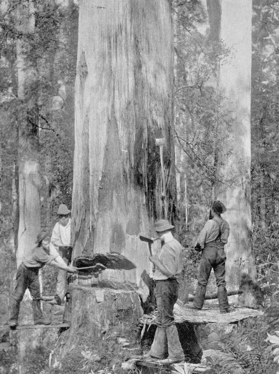 Derrubando uma árvore de goma-azul na floresta de Huon, Tasmânia, c.1900, de &39;Under the Southern Cross - vislumbres da Austrália&39;, publicado em 1908 de Australian Photographer