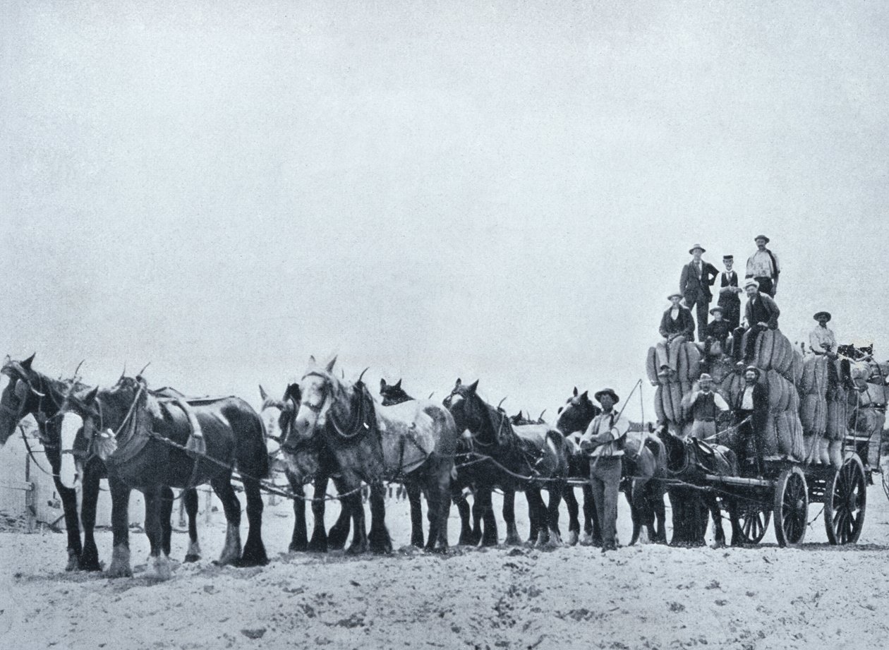 Equipe de transporte de lã, Austrália Ocidental, c.1900, de "Sob o Cruzeiro do Sul - Vislumbres da Austrália", publicada pelo Departamento de Assuntos Externos, Melbourne, 1908 de Australian Photographer