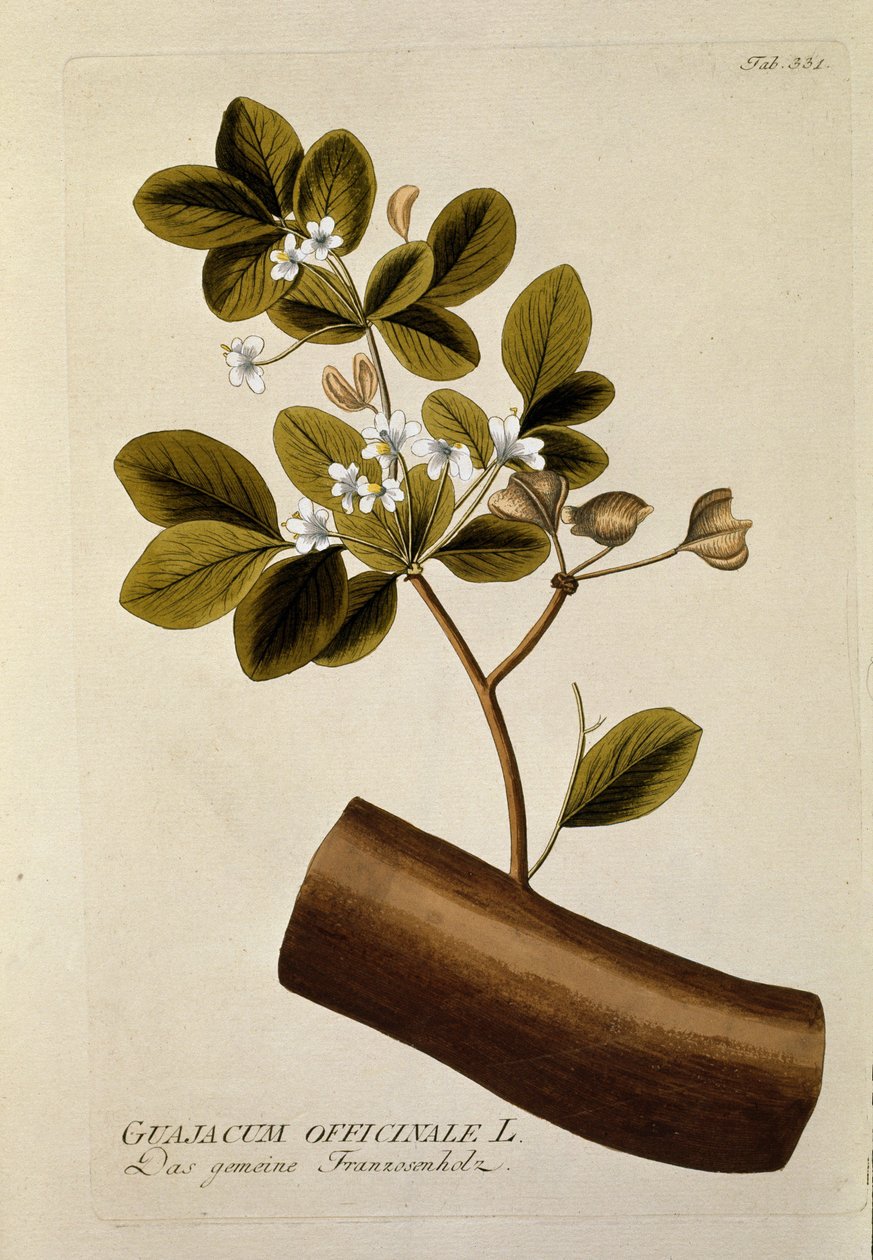 Botânico: Placa "Guajacun officinale" extraída de "Medicinalium secundum Linnaei digestarum" de Joseph Jacobi Plenck (1735-1807) 1788-1803 Coleção privada de Austrian School
