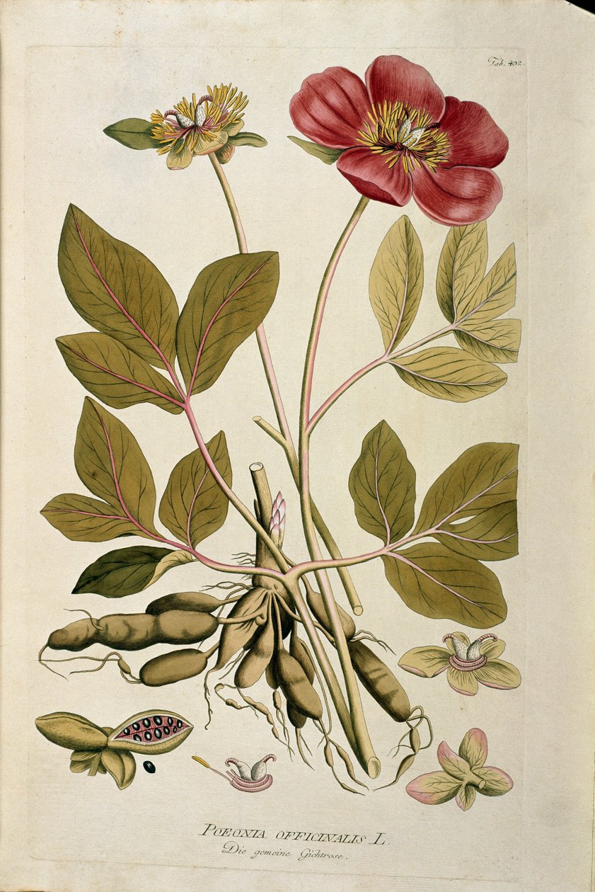 Botânico: "Peony officinale" (Poeonia officinalis) Placa retirada de "Medicinalium secundum Linnaei digestarum" de Joseph Jacobi Plenck (1735-1807) 1788-1803 Coleção privada de Austrian School
