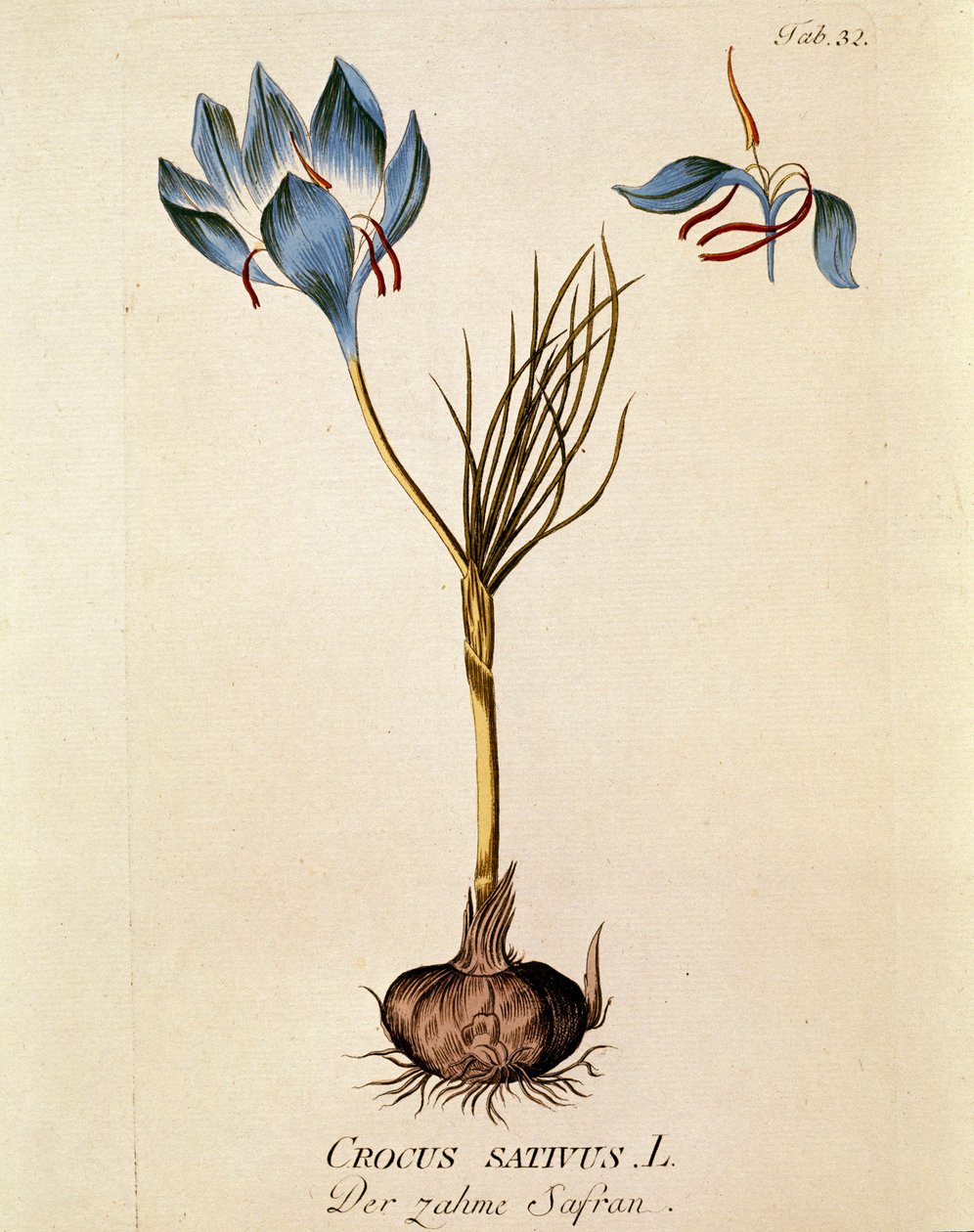 Botânica: "Açafrão" (Crocus sativum) Placa extraída de "Medicinalium secundum Linnaei digestarum" de Joseph Jacobi Plenck (1735-1807) 1788-1803 Coleção particular de Austrian School