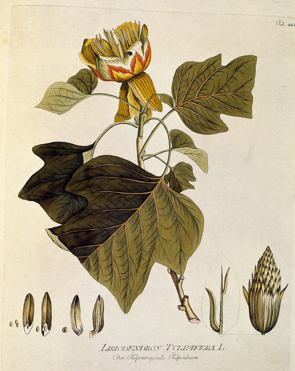 Botânica: "Tulipeira da Virgínia" (Liriodendron tulipifera) Prancha extraída de "Medicinalium secundum Linnaei digestarum" de Joseph Jacobi Plenck (1735-1807) 1788-1803 Coleção particular de Austrian School