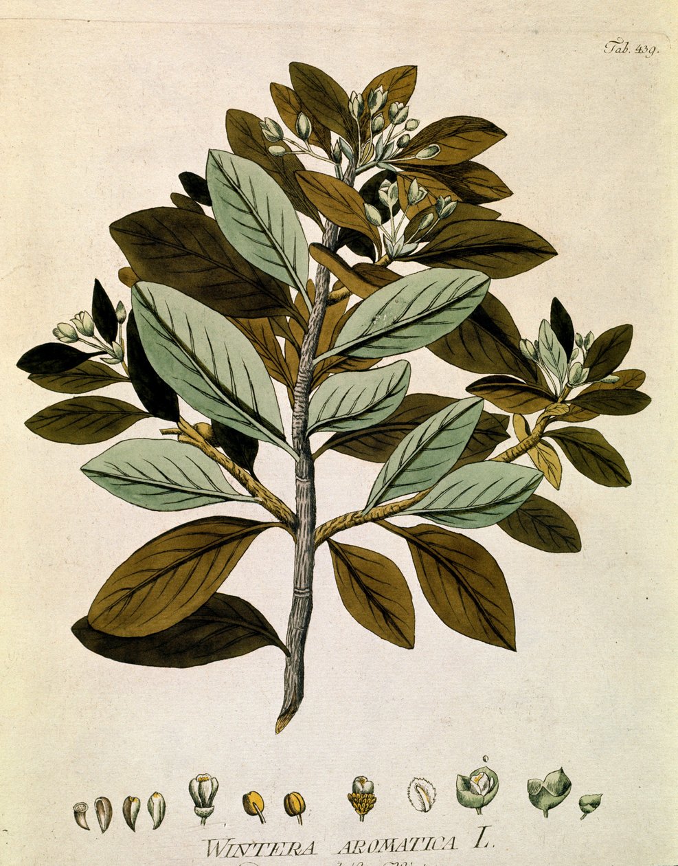 Botânica: "Casca de inverno" (Wintera aromatica) Prancha extraída de "Medicinalium secundum Linnaei digestarum" de Joseph Jacobi Plenck (1735-1807) 1788-1803 Coleção particular de Austrian School