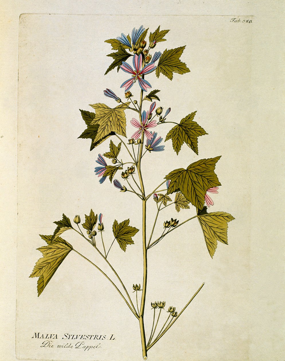 Botânico: "grande roxo" (Malva sylvestris) Placa retirada de "Medicinalium secundum Linnaei digestarum" de Joseph Jacobi Plenck (1735-1807) 1788-1803 Coleção privada de Austrian School