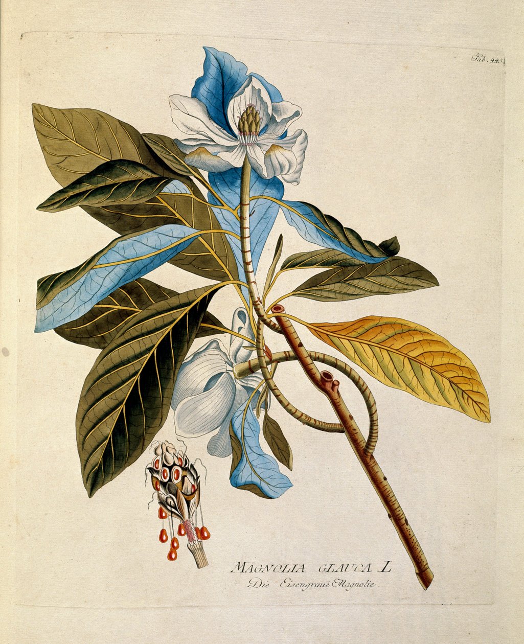 Botânico: "magnólia" Placa retirada de "Medicinalium secundum Linnaei digestarum" de Joseph Jacobi Plenck (1735-1807) 1788-1803 Coleção particular de Austrian School